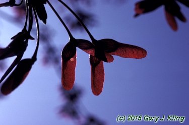 Acer rubrum