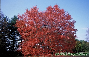 Acer rubrum