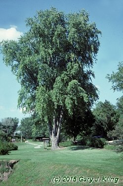 Acer saccharinum