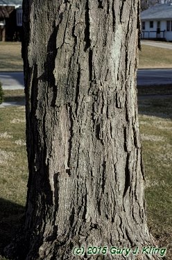 Acer saccharum