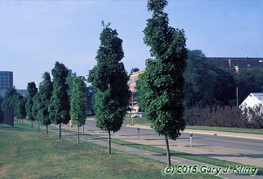 Acer saccharum 'Goldspire' [PP]
