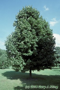 Acer saccharum 'Legacy'