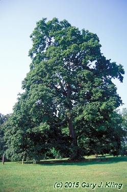 Acer saccharum subsp. nigrum