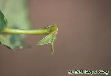 Acer saccharum subsp. nigrum