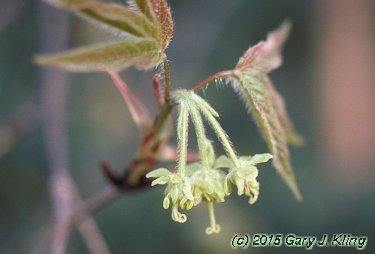 Acer triflorum