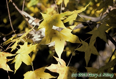 Acer truncatum