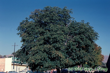 Aesculus x carnea