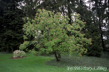 Aesculus x carnea