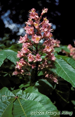 Aesculus x carnea