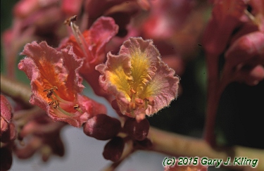 Aesculus x carnea