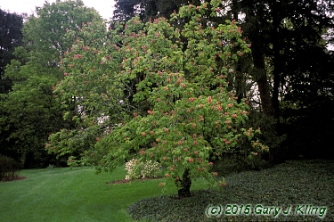 Aesculus x carnea
