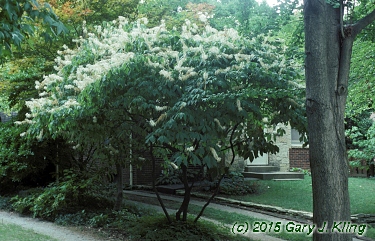Aesculus parviflora var. serotina 'Roger's'