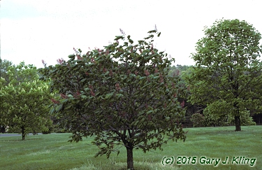 Aesculus pavia