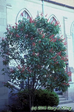Aesculus pavia
