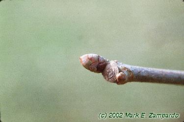 Aesculus pavia