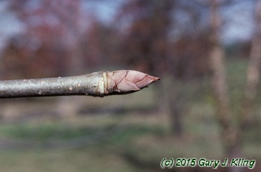 Aesculus pavia