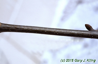 Aesculus pavia