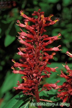 Aesculus pavia
