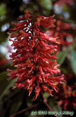 Aesculus pavia