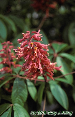 Aesculus pavia