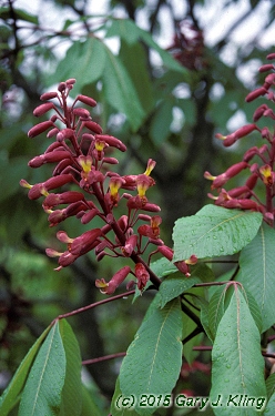 Aesculus pavia
