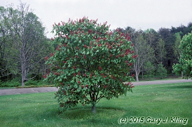 Aesculus pavia