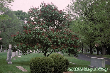 Aesculus pavia