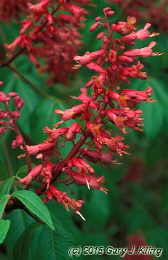Aesculus pavia