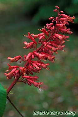 Aesculus pavia