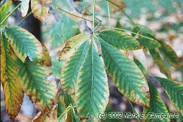 Aesculus pavia
