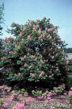 Aesculus x carnea