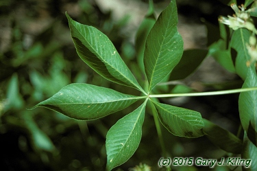 Aesculus glabra