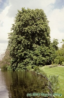 Aesculus hippocastanum