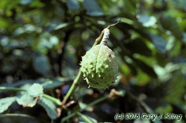 Aesculus hippocastanum
