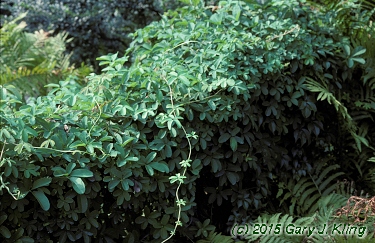 Akebia quinata