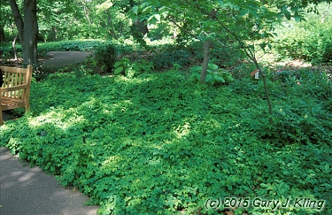 Akebia quinata