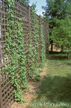 Akebia quinata
