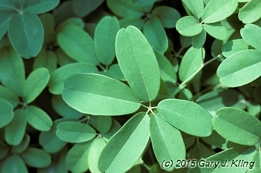 Akebia quinata
