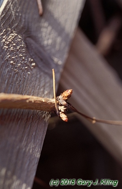 Akebia quinata