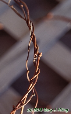 Akebia quinata