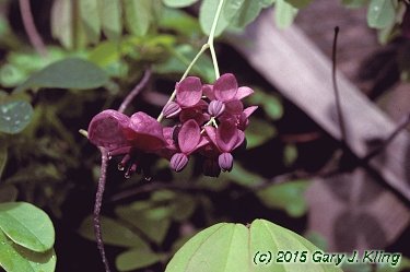 Akebia quinata