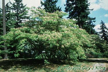Albizia julibrissin var. rosea