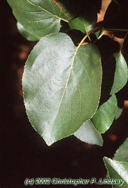 Alnus cordata