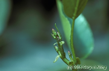 Alnus cordata