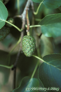 Alnus cordata
