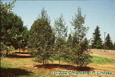 Alnus glutinosa 'Laciniata'