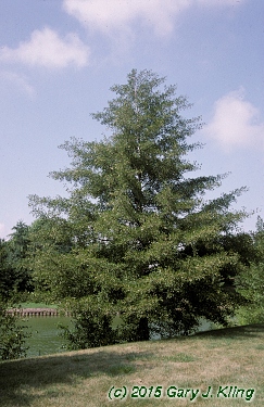 Alnus glutinosa 'Laciniata'