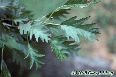 Alnus glutinosa 'Laciniata'