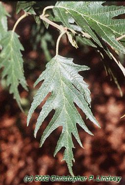 Alnus glutinosa 'Laciniata'