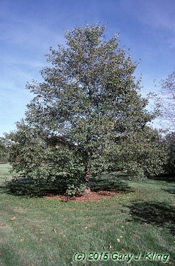 Alnus glutinosa